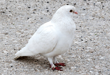 .white dove on the road