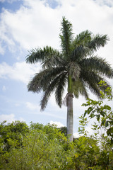 Palm tree grows behind the trees against the blue sky with clouds.