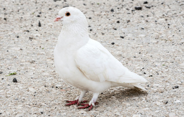 .white dove on the road