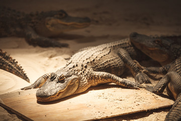 Small alligators on a show for tourists in a Florida Everglades Park.
