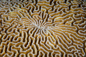 Coral Abstract on Reef in Papua New Guinea