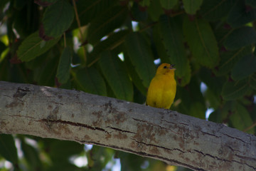 Canario Cantando