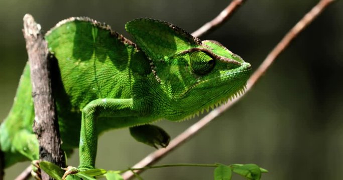 Chameleon eat insect in close-up, South Africa