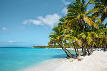 palm tree on the beach saona island - 253879849