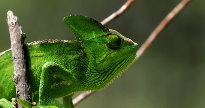 Chameleon in close-up, South Africa
