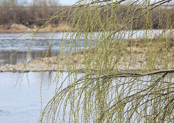 초봄 강가에 버들나무가지싹