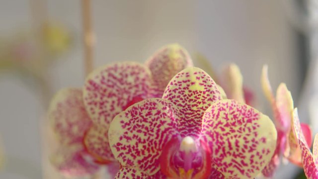 Beautiful closeup tilting shot of some orchids with pleasing light and shallow depth of field.