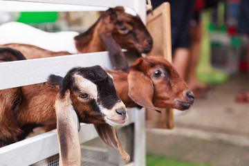 Juvenile goat kids behind white fences. Domestic goats, one of the oldest domesticated animals, have been raised for milk, meat, fur, and skins. Farming, Livestock, Rural Life and Agriculture concept