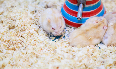 Cute Exotic Red-eyed Lilac Dwarf Campbell Hamster eating pet food. Campbell Hamster is known as...