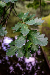 Green leaf bunch at Haagse Bos, forest in The Hague