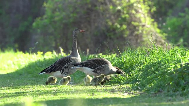 Graugansfamilie grasend auf einem Feldweg