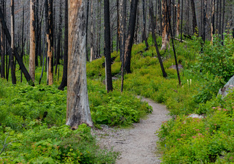 New Growth On Forest Floor of Burn Area