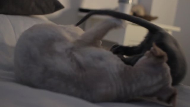 Devon Rex cats playing or fighting.