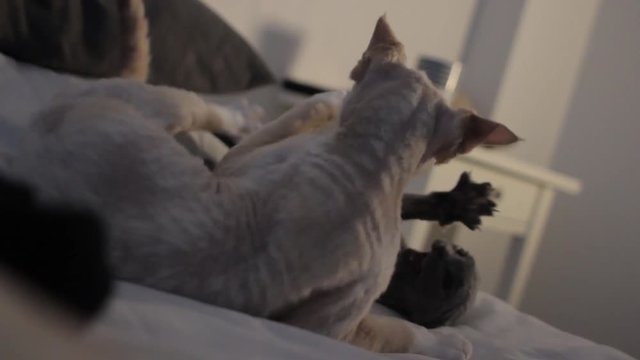 Two Devon Rex cats fighting or playing together.