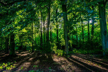 Sunlight through densely packed trees in Haagse Bos, forest in The Hague