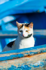 Close Up of a Cat in a Blue Boat in Essaouira Morocco