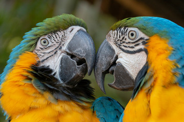 Two Macaw Parrots