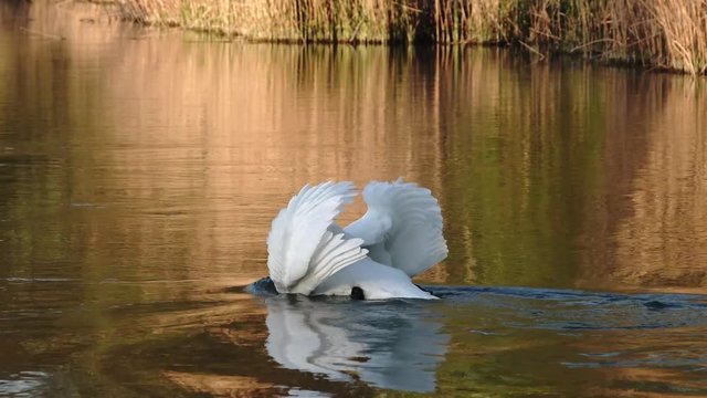 schwan am see beim fressen