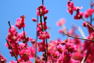 梅満開