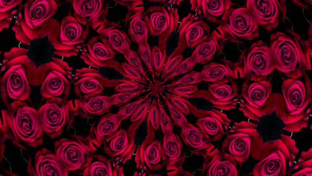 Red Roses Floral Background. The Natural Beauty of Blooming Red Roses Set in a Symmetrical Pattern.