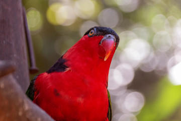 A Red And black Lorikeet