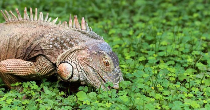 Iguana close-up in the grass, South Africa