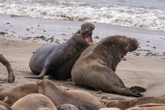 Two Northern Elephant Seal bulls (Mirounga angustirostris) fight for dominance and  breeding rights during mating season at Ano Nuevo State Park, in Pescadero, California. They grunt, shove and bite.