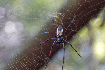 A Large Spider
