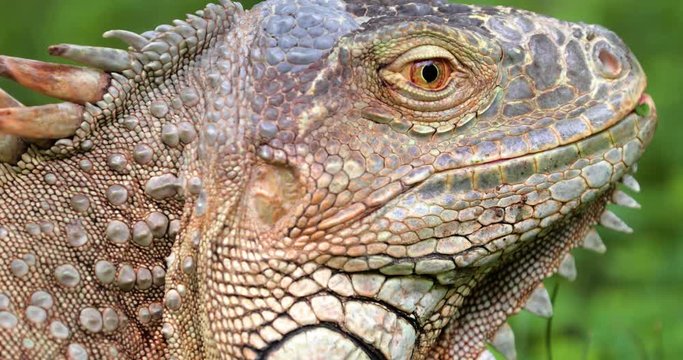 Iguana close-up in the grass, South Africa