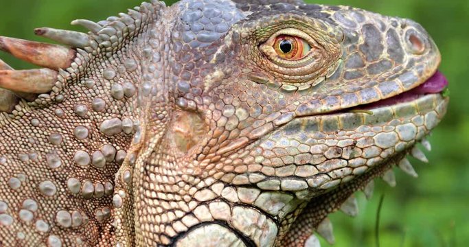 Iguana close-up in the grass, South Africa