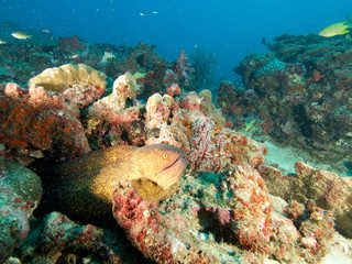 Plongée .Thailande