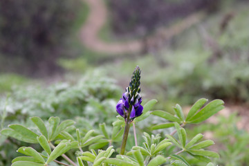 Wild Flowers in Ojai, Ventura County, California