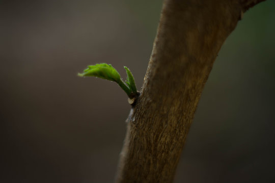 macro 1
