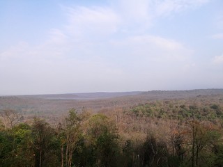Forest in the dry season