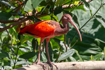 A Red Ibis Bird