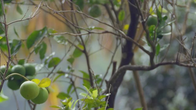 Scenic footage from Mount Tabac on the island of St. Lucia.