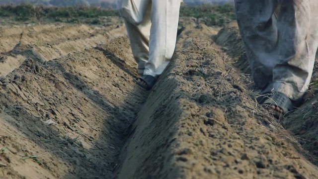 Indian Farmer`s Seeding Crops At Field, Low Angle Close up view