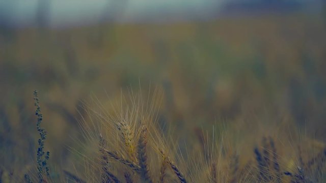 Wheat field Close up view, A wind blows with the wheat