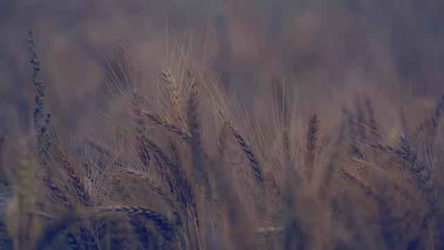 Wheat field Close up view, A wind blows with the wheat