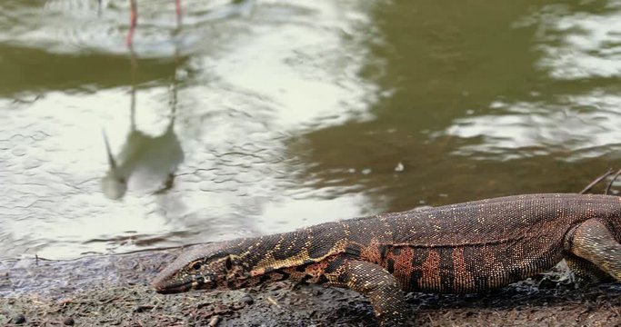 Monitor a lizard near a pond, South Africa