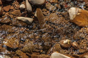 Rocks in stream