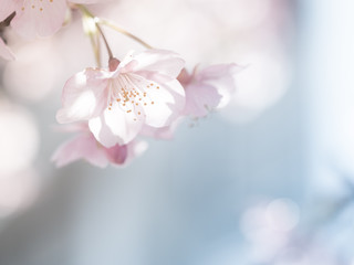 Naklejka premium 透明感のある薄ピンク色の桜