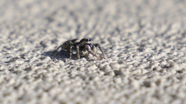 Close up shot of a cute spider looking curious into the camera.
