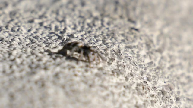 Macro shot of a very small spider looking cute into the camera.