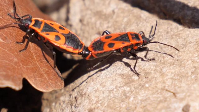 Macro shot of two mating fire bugs crawling over a stone, leave and dirt in a forest.