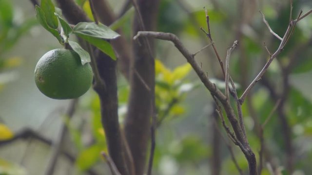 Scenic footage from Mount Tabac on the island of St. Lucia.