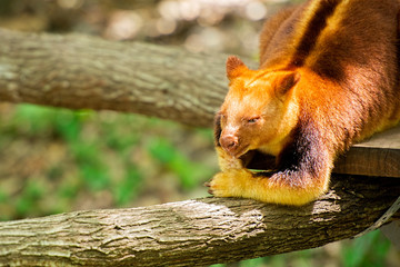 Obraz premium Goodfellow’s Tree-kangaroo