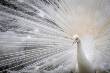 Naklejka premium 孔雀