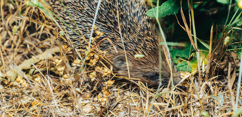 Close-up of hedgehog in the grass.