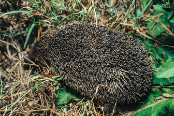 Close-up of hedgehog in the grass.